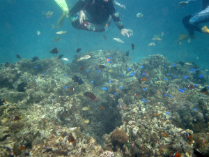 なれない素人の水中写真。なんとか魚の多いのを選んだのだ なれない素人の水中写真。なんとか魚の多いのを選んだのだ